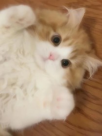 快穿：我变成猫猫磕男主cp