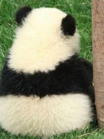 熊猫花花与叶子成精了！！！