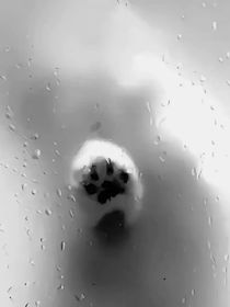 雨后艳晴天