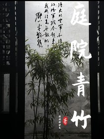 庭院青竹