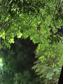 那年的冬愿