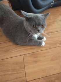 家有蓝白短毛猫