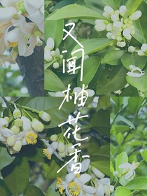 又闻柚花香
