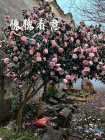 槐槐春意
