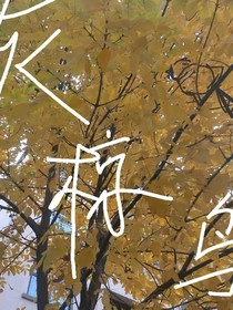 灰椋鳥