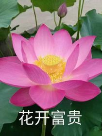 愛情來了嗎？