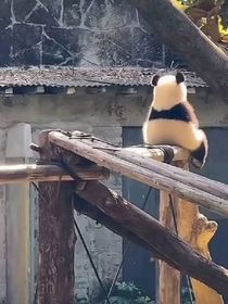 阿数，请和我交往吧