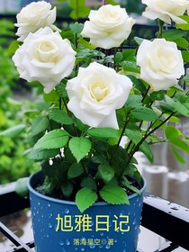 旭雅日记