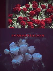 盗笔：白玫瑰终会染成红玫瑰