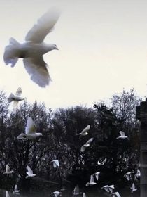戀綜：非典型戀愛