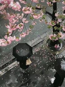 留残花