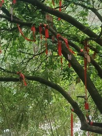 南乡的栀子花