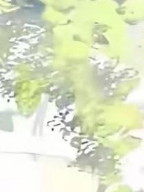 永恒的白樺樹