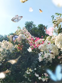 待花期