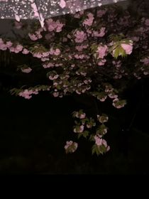 顶级掌控