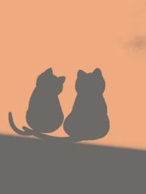 我的小猫们