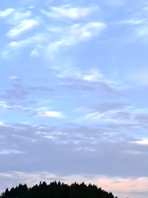 园有椿朝