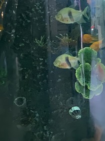 海中笼
