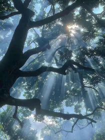 風(fēng)吹來的思念