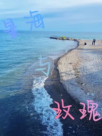 星海，玫瑰