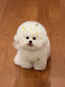 我的舞蹈老师是马嘉祺