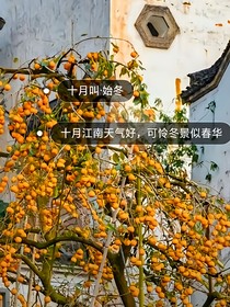 贈(zèng)以舊時(shí)月（青春）