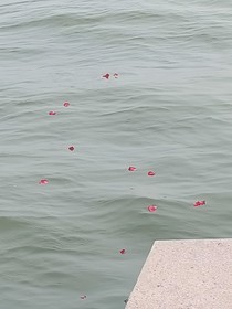 翎魚共沉