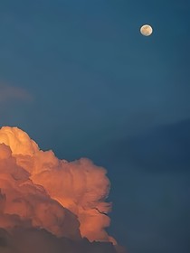 北上槐樹