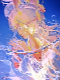 梦里你是花的样子