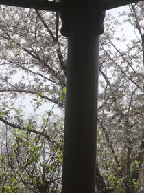 月下洛眠