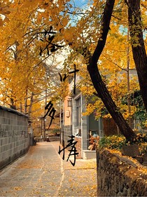 落叶多情