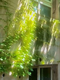 难鸩