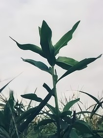 鸢语轻恋
