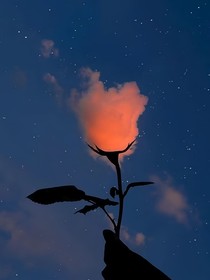 他说玫瑰不浪漫