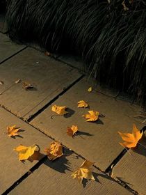 风与梧桐叶
