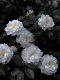 航禹：山茶花开