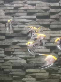 在副本世界找妈