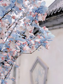A冥花