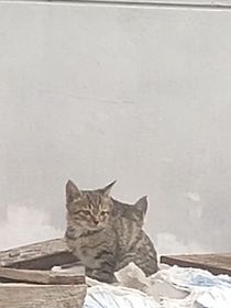 名柯：我才不当冤种