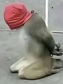 旺旺式的奇怪幻想
