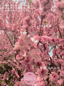 那片桃花下