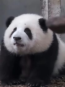 短篇ch系列