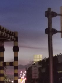 桉樹夏枝