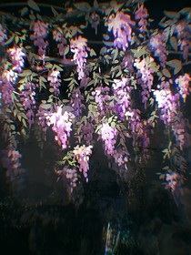 忘記那朵紫念辭