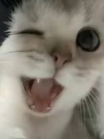 画渣的退化