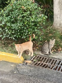 永不闭合的眼