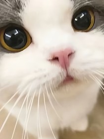 契约伴侣