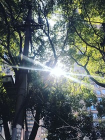 祈愿林