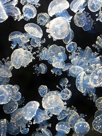 深海水母