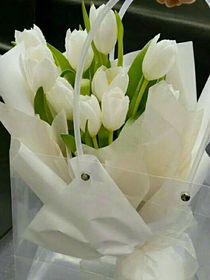 清晨的竹子